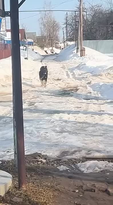 Уголовное дело возбудили из-за нападения собаки на ребенка в Кулебаках