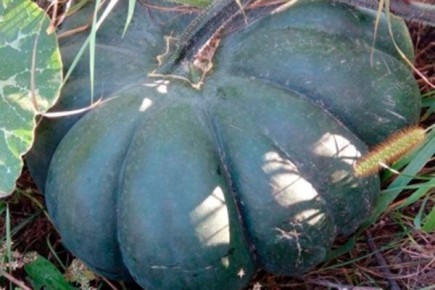 ������ � ������� ���� ����� ������� ����: ���, ��� ����� ����� � ������� � �����