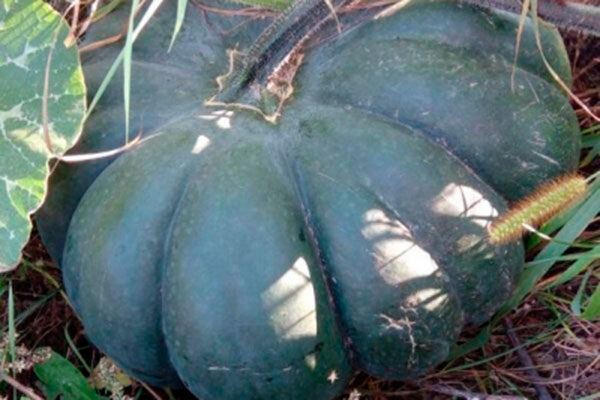 Сочный и сладкий сорт тыквы Мускаде Агро: все, что нужно знать о посадке и уходе