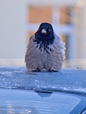 � ������ �����! ��������� �������?