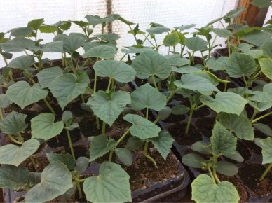 ������, ������� �������� ���� ������� �������