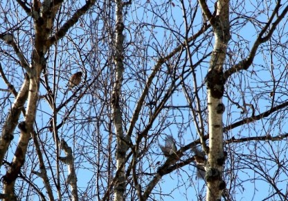 ���������� ����� �������� ������������ � ������������� �������