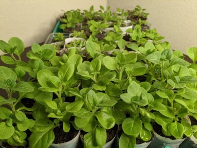 ��� ��������� ������������ �������� �����: ������ � ��������