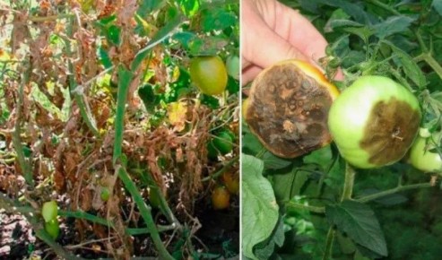 ��� �������� ������ �� ��������� � �������: ����������� ������