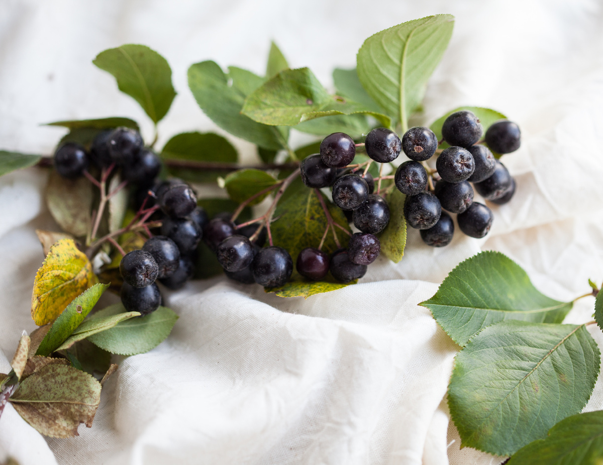 Ягоды черноплодной рябины: полезные рецепты для вашего стола