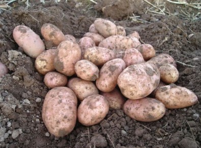 Как создать домашнее удобрение и получить богатый урожай