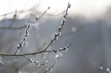 ������� ��������� ��������������� �����