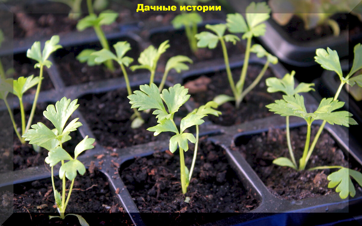Как вырастить сельдерей: полное руководство для дачников