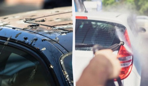 Как защитить автомобиль от птичьего помета: простые советы