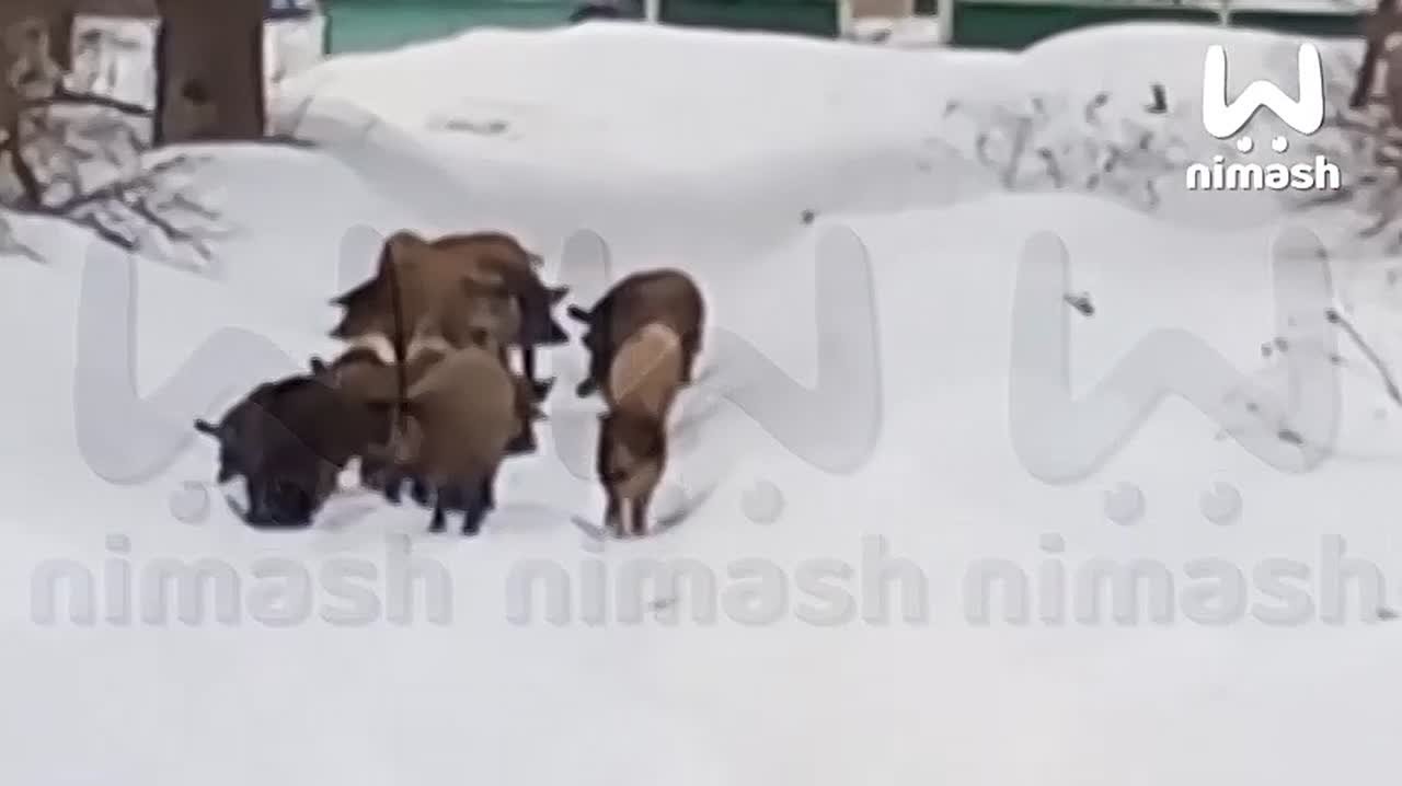 Стая свиней держит в страхе село Тольский Майдан в Лукояновском районе