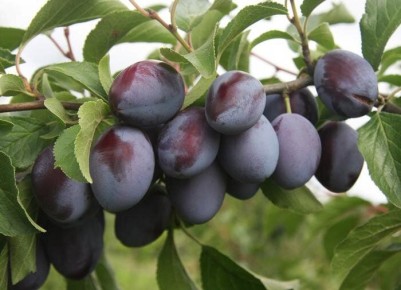 ��� ������� ��������� ����� ��� ������ ����