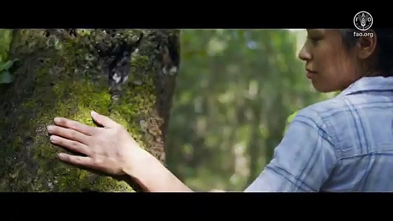 Международный день лесов ежегодно отмечается 21 марта