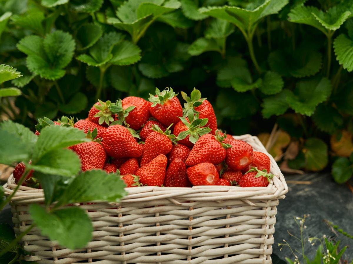 Как вырастить клубнику размера кулака с помощью простого трюка