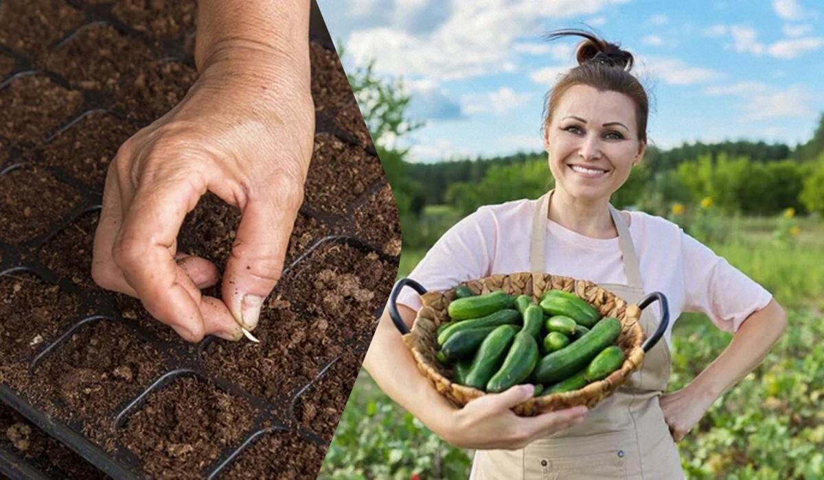 Как вырастить огурцы размером с кабачок: секреты замачивания семян