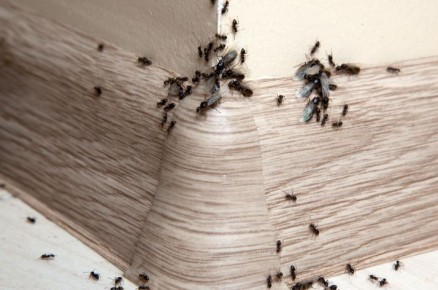 ��� ��������� ��������: �������� ������ � ����������� �������