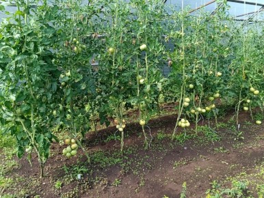 ��� ��������� �������� ������ �� ��������� �������: ������ � ������