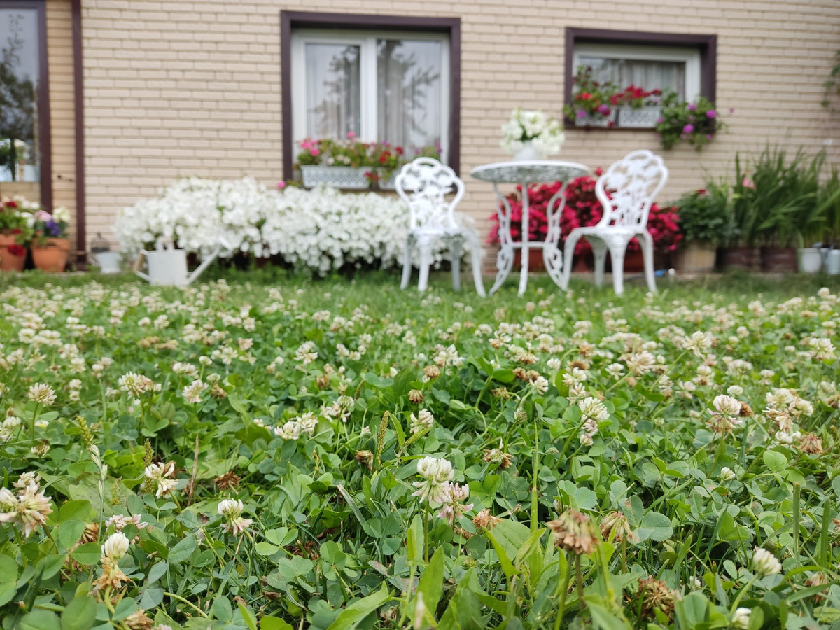 Цветы, дача и неожиданные вопросы: о жизни садовода