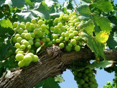 ��� ���������� ��������, ����� �������� ������� ������