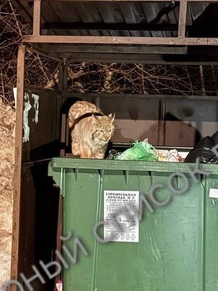 Рысь заметили на Бору в районе остановки “Приозерный”