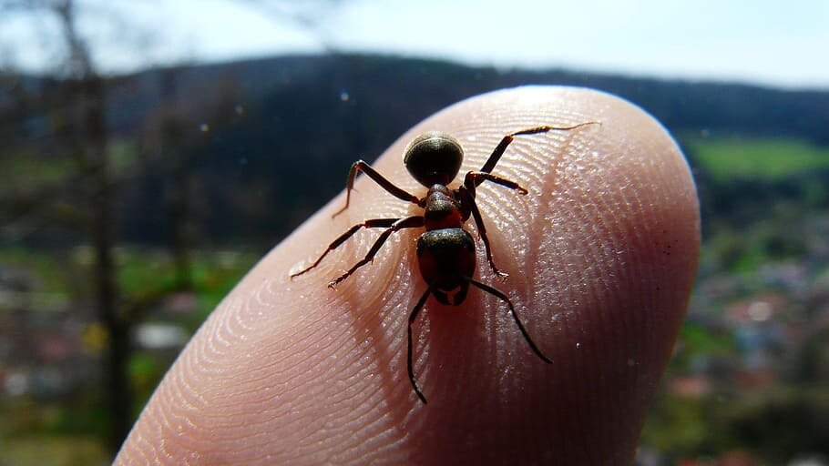 Как заменить химикаты: простой способ борьбы с вредителями на огороде