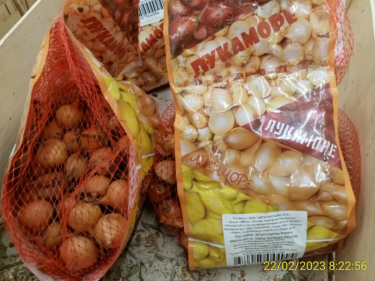 Когда и как правильно покупать лук севок для весны