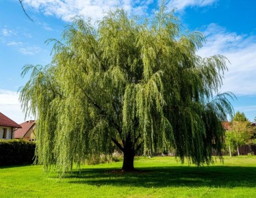 ���: �������� � ������������ ��� ������ ����