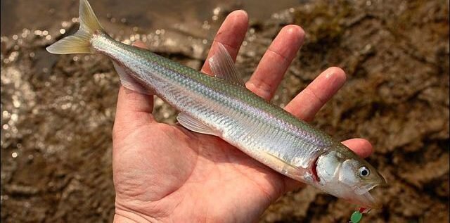 Корюшка: какие виды, что полезно знать и как готовить