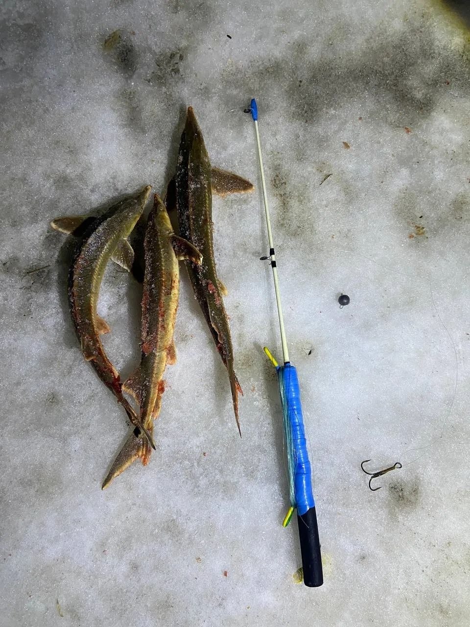 Рыбаков задержали в Нижегородской области за отлов краснокнижной рыбы