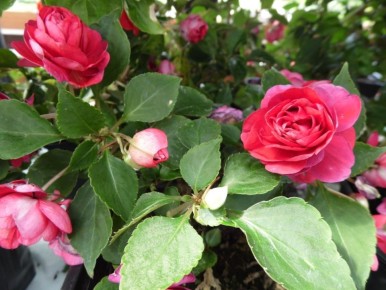 ���������: ������� ��������� � ��������� ����������