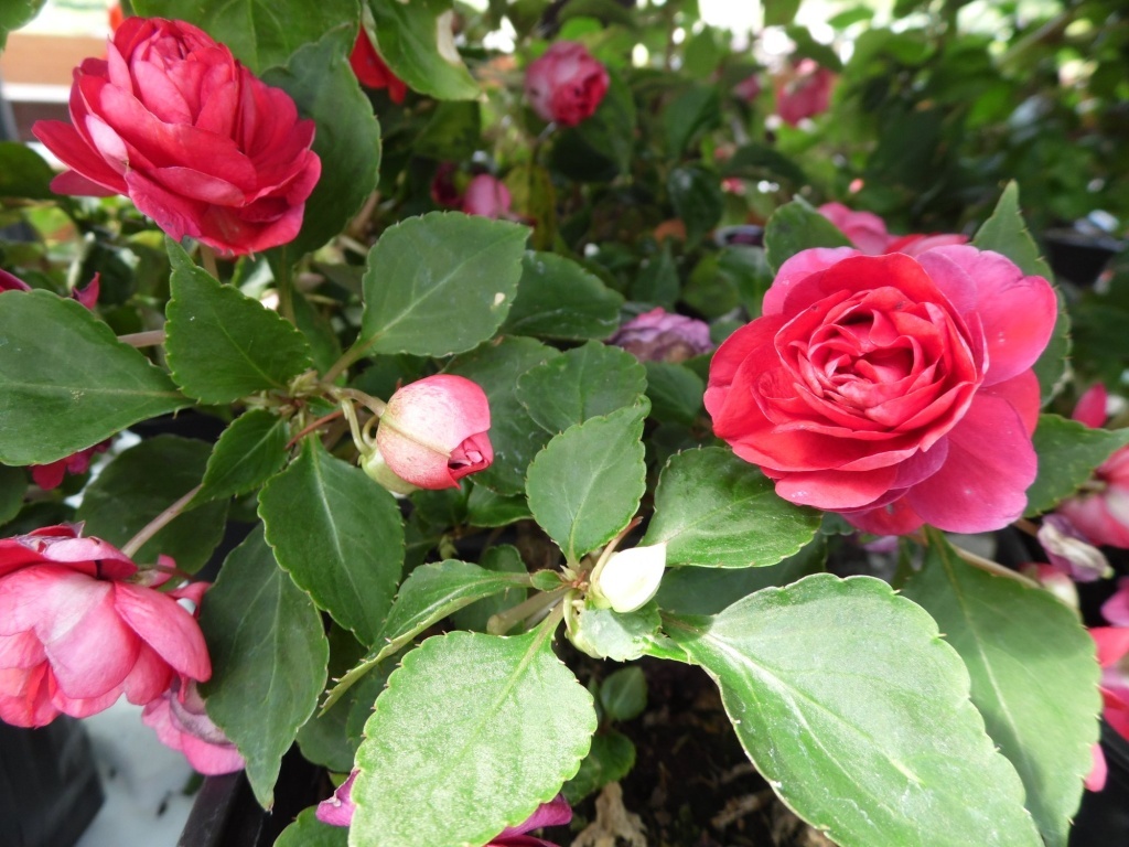 Бальзамин: любимец садоводов и цветочных дизайнеров