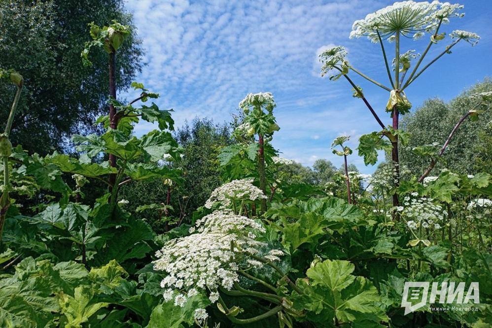 Список опасных видов растений утвердят в Нижегородской области