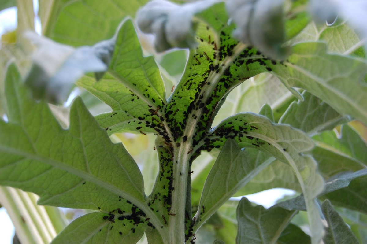 Профилактика и борьба с черной тлей на ваших томатах