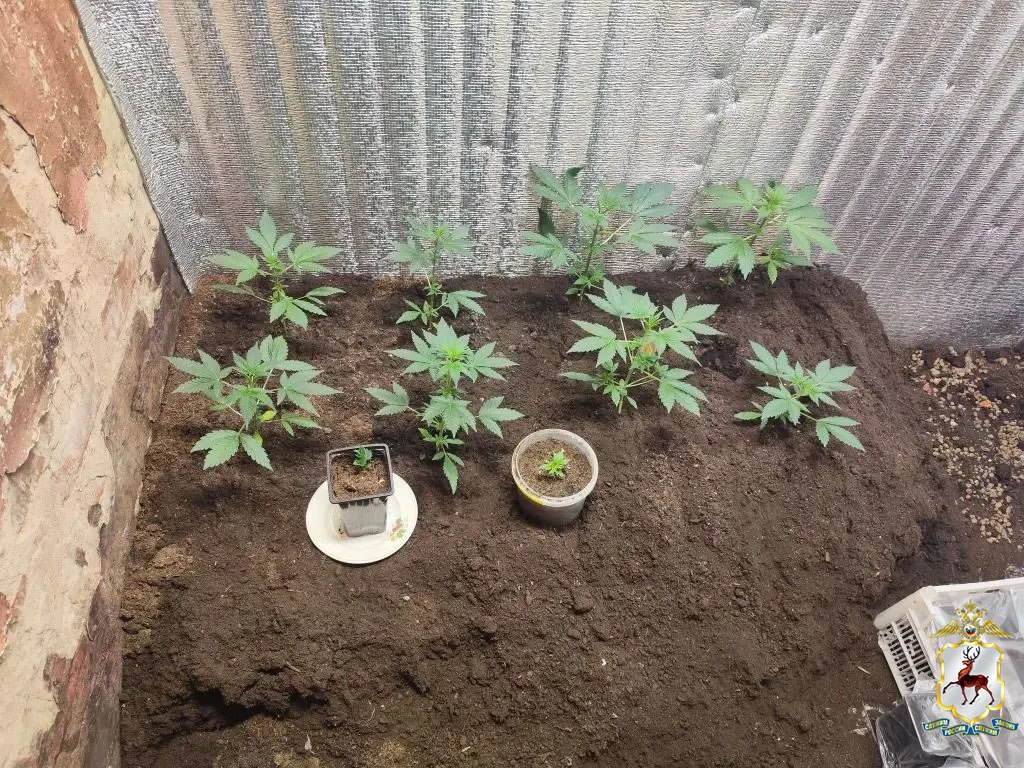 Житель региона привлекается к уголовной ответственности за покушение на незаконный оборот марихуаны Житель региона привлекается к уголовной ответственности за покушение на незаконный оборот марихуаны