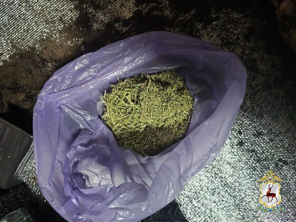 Житель региона привлекается к уголовной ответственности за покушение на незаконный оборот марихуаны Житель региона привлекается к уголовной ответственности за покушение на незаконный оборот марихуаны