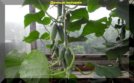 ��� �������� ����� �������: ������ �� ������� ������� ��������