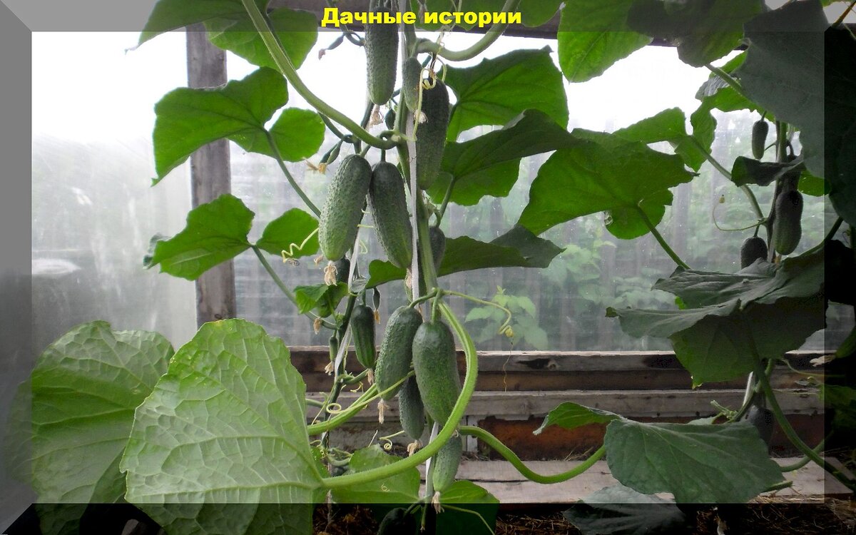 Как продлить жизнь огурцам: ответы на главные вопросы дачников