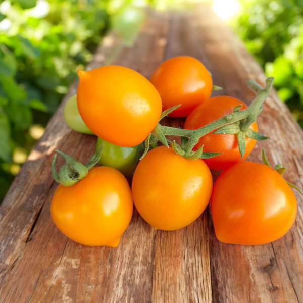 Томат Утенок: оранжевые серца, которые укроют ваш огород