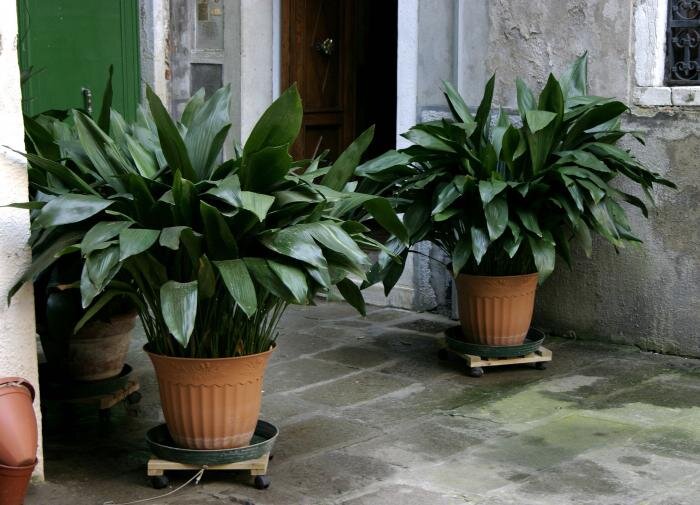 Как победить мошек на ваших растениях: эффективные методы