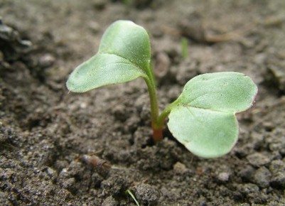 Эффективные методы борьбы с крестоцветной блошкой