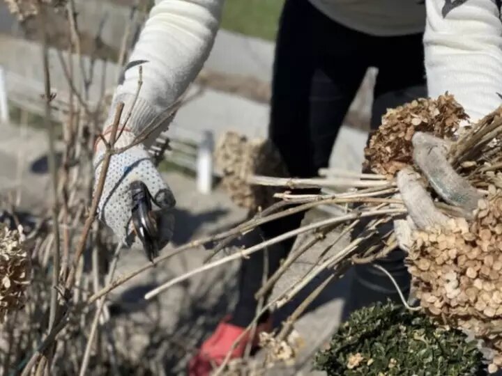 Секреты весенней обрезки гортензий: как сохранить яркие цветы