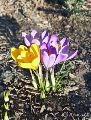 ������ ����, �����������!. ������� � ������ ����������� �������: �����