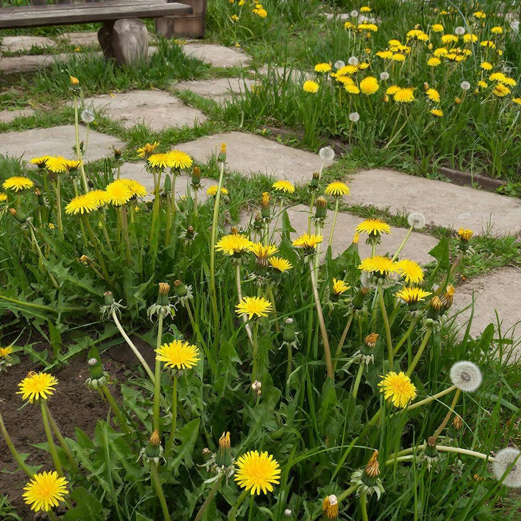 Секреты борьбы с одуванчиками: как вернуть контроль над своим участком