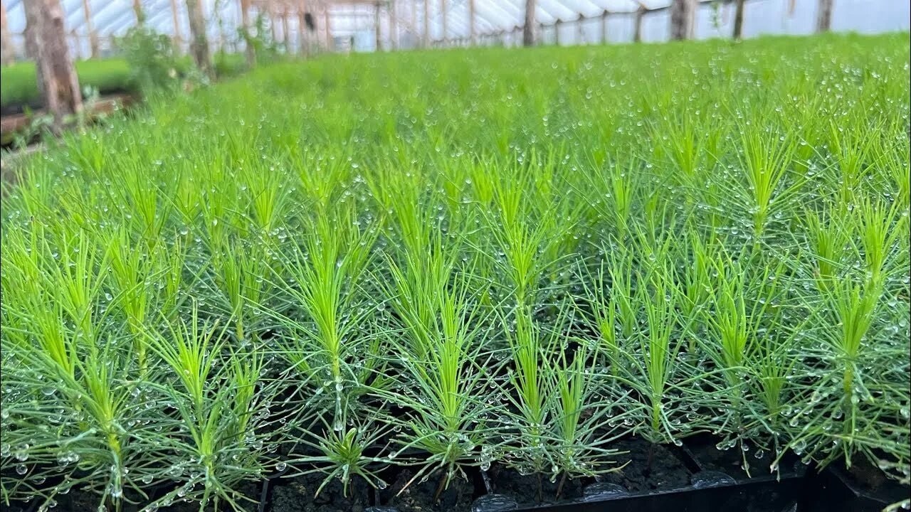 Нижегородская область помогает восстанавливать леса Донбасса Нижегородская область помогает восстанавливать леса Донбасса