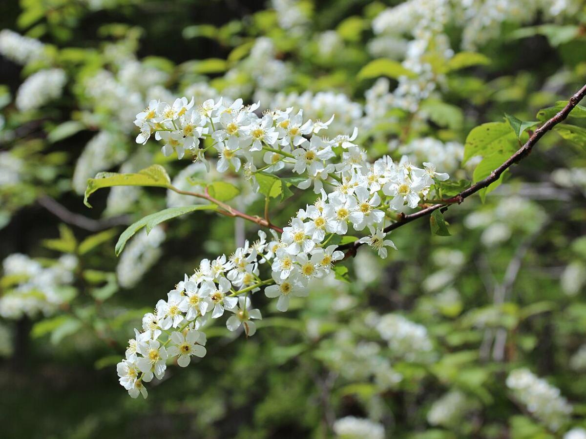 Деревья как природные осушители: как избавиться от избыточной влаги в саду