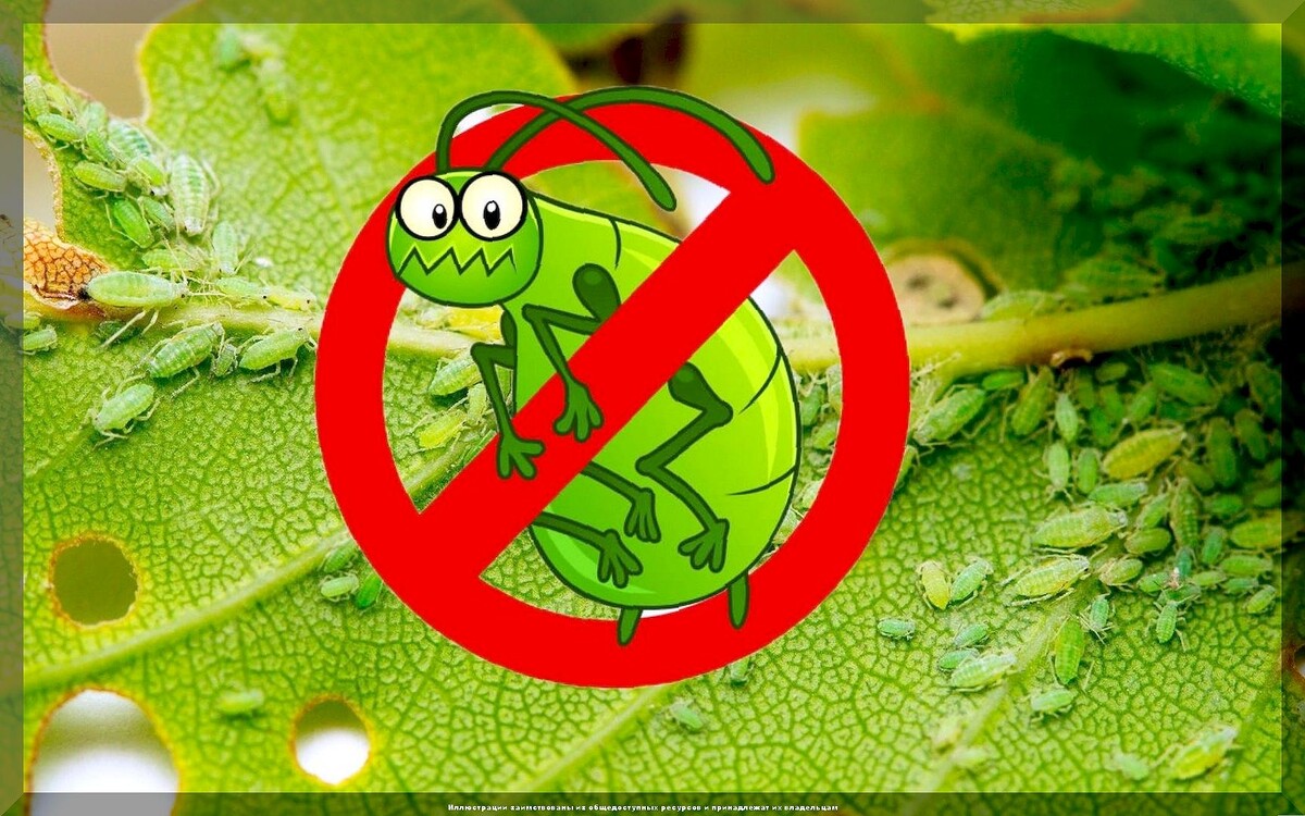 Борьба с тлей на даче: проверенные методы и советы для садоводов