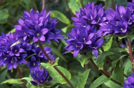 Колокольчики в саду: нежная симфония красоты