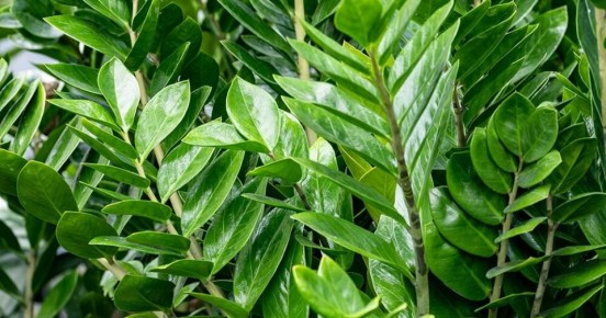 ��� ��������� �� ��������������: ������� ��������� ��������