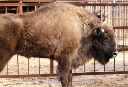 ����� ������������� ��������� � ������������� ��������