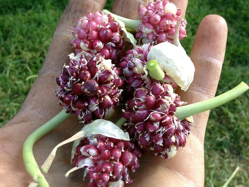 Простое размножение чеснока: как сэкономить время и силы