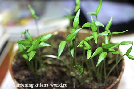 Как не упустить момент: идеальные условия для прорастания семян